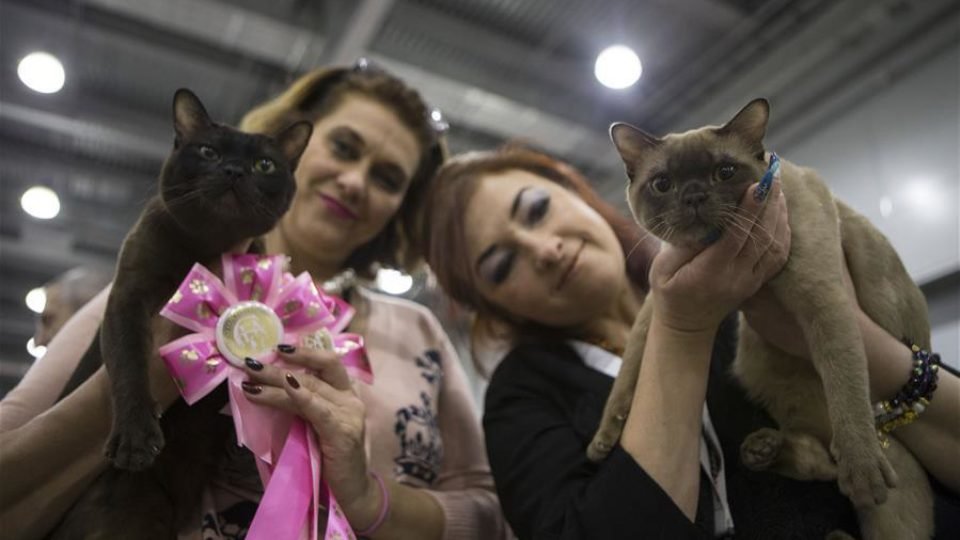 Cats at Moscow Cat Show 3-4 Dec 2016