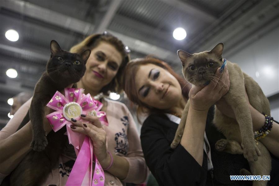 Cats at Moscow Cat Show 3-4 Dec 2016