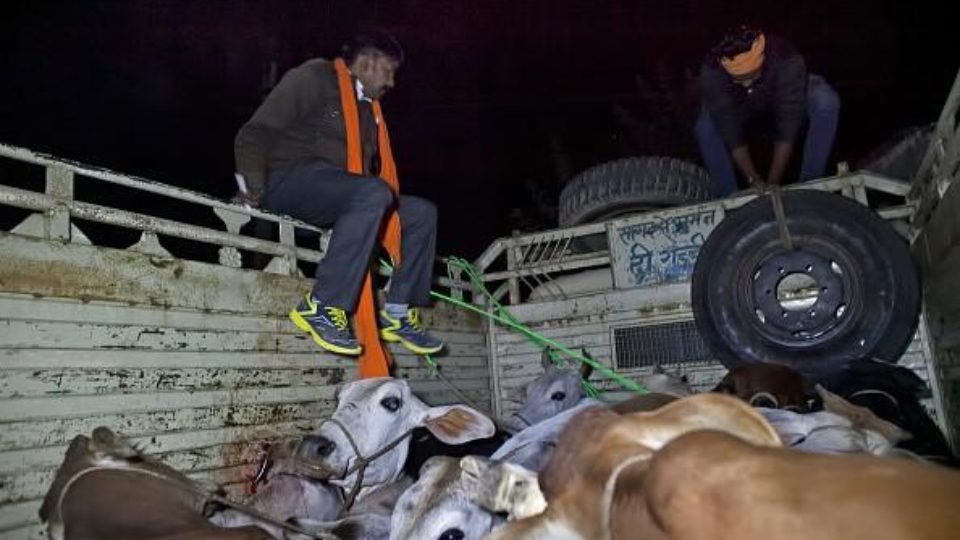 Members of a Cow Protection group trying to take cows from the back of a truck 08 Nov 2015, Ramgarh, Rajasthan, India Pic GettyPic Getty Images