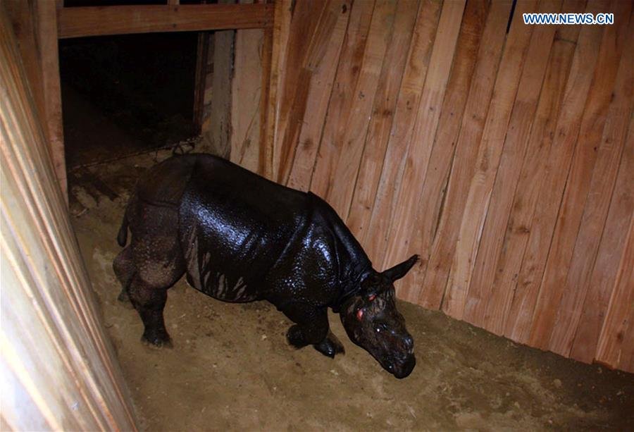 Photo taken on April 29, 2018 One-horned baby rhino gifted to China roams around its BOMA, a special shelter inside the Park premises at Chitwan National Park, Nepal