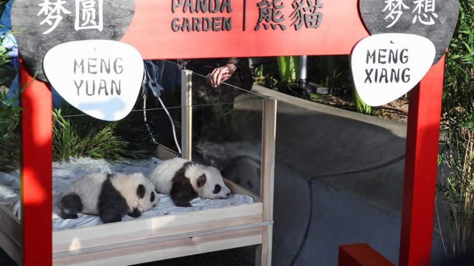 Twin Panda cubs ‘Meng Xiang’ (R) and ‘Meng Yuan’ at a ceremony at Zoo Berlin, in Berlin, Germany, on Dec. 9, 2019 Pic Xinhua