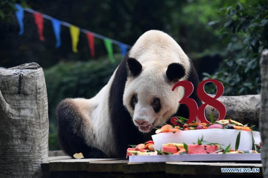 World’s Oldest Captive Giant Panda Passes Away