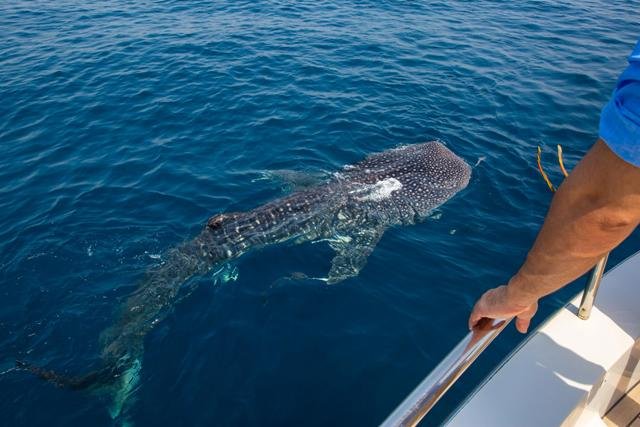 Whale Sharks of Qatar Tour Image Discover Qatar