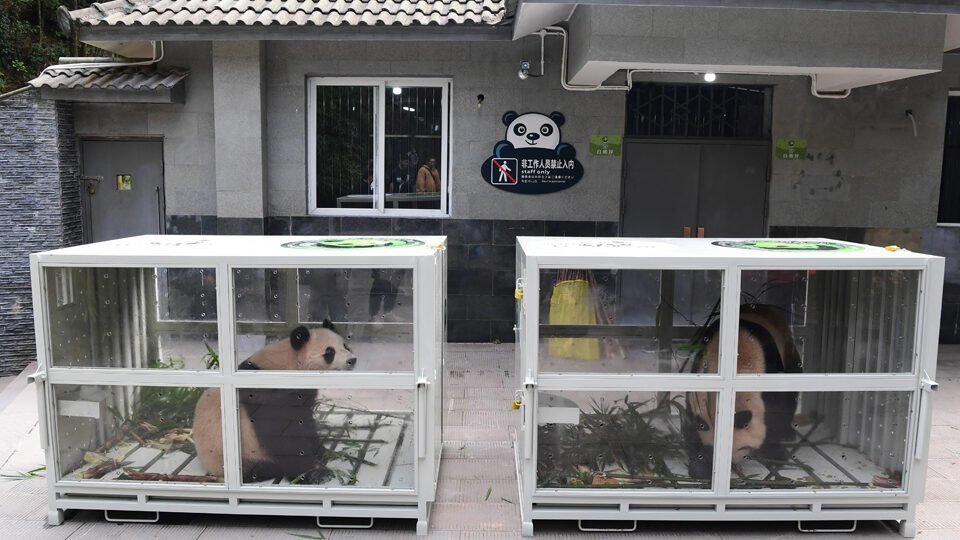 Two Giant Pandas Found New Home In Qatar, Suhail and Soraya To Start New Life